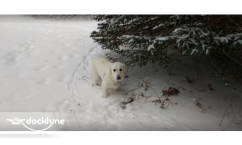 Northaire Resort boat rental operation on Bellaire, MI 6