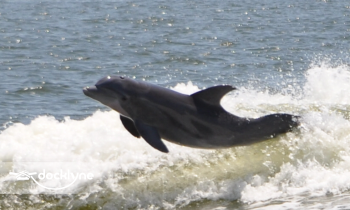 Orange Beach Private Family Dolphin Tours & Boating Safaris boat rental operation on Orange Beach, AL 4