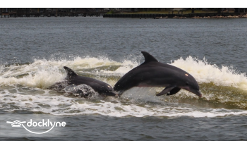 Orange Beach Private Family Dolphin Tours & Boating Safaris boat rental operation on Orange Beach, AL 6