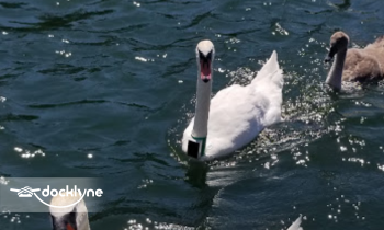 Torch Lake Rentals boat rental operation on Rapid City, MI 4