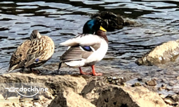 Scotty's Trout Dock boat rental operation on Branson, MO 2